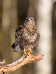 Common Buzzard in early spring at a wet forest