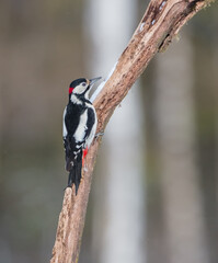 Great Spotted Woodpecker - male - in the wet forest in winter