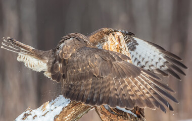 Common Buzzard in early spring at a wet forest