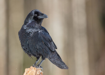 Common Raven - in winter at a wet forest