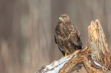 Common Buzzard in early spring at a wet forest