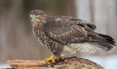 Common Buzzard in early spring at a wet forest