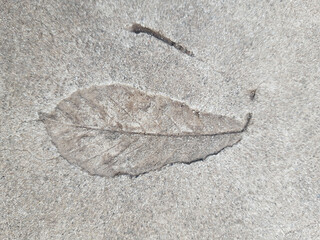 The imprint of a fallen autumn leaf on concrete
