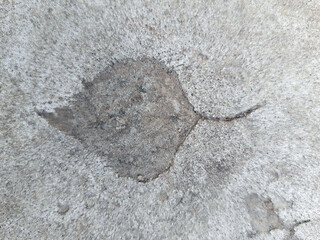 The imprint of a fallen autumn leaf on concrete
