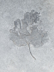 The imprint of a fallen autumn leaf on concrete