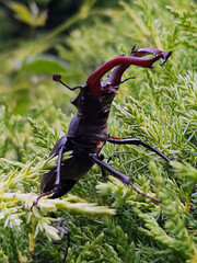 Stag beetle on thuja leaves in the wild