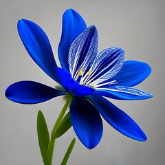 Chionodoxa 