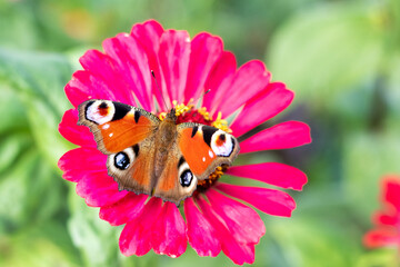 A peacock eye butterfly sits on a pink zinnia flower