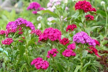 Multicolored Turkish carnations bloom beautifully in the garden in summer.Dianthus barbatus,Sweet William. Caryophyllaceae Family.Selective focus