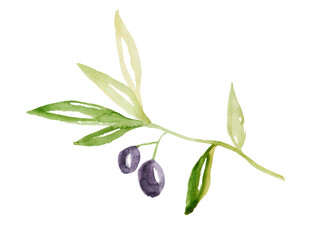 Olive branch with black olives watercolor illustration