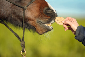 Pferd frisst Leckerli