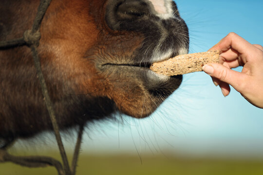 Pferd frisst Leckerli