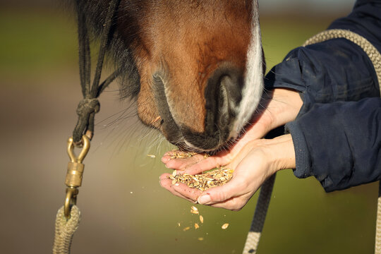 Pferd frisst Leckerli