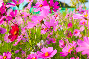 Beautiful cosmos flowers in garden.