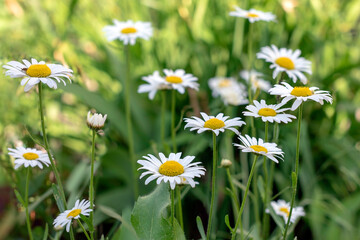 Daisy flower on green meadow,Leucanthemum vulgare, natural floral background, Selective focus
