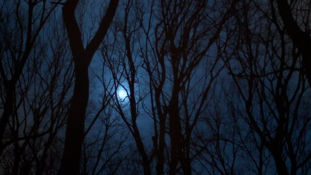 Dark forest at night. Dark forest background.