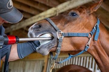 No sedation equine dentistry