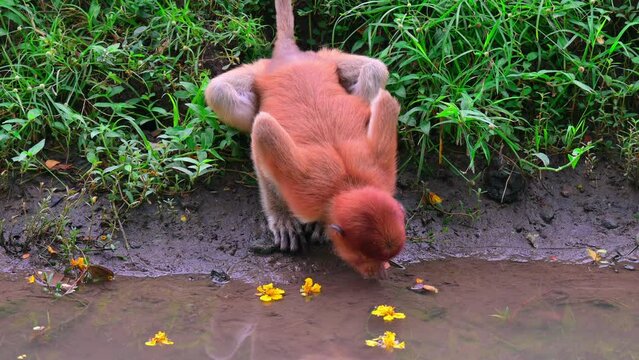(Nasalis larvatus) long-nosed monkey with reddish-brown hair