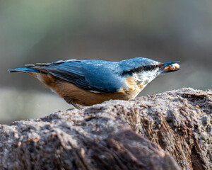 Nuthatch and his diner