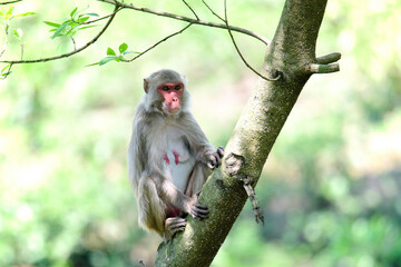 Naklejka na ściany i meble monkey taken from satchori forest, Bangladesh