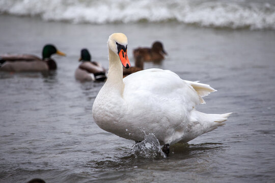 A swan. Swans in cold sea water at Pirita beach in Estonia.