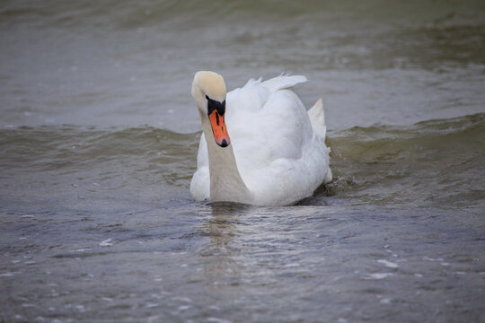 A swan. Swans in cold sea water at Pirita beach in Estonia.