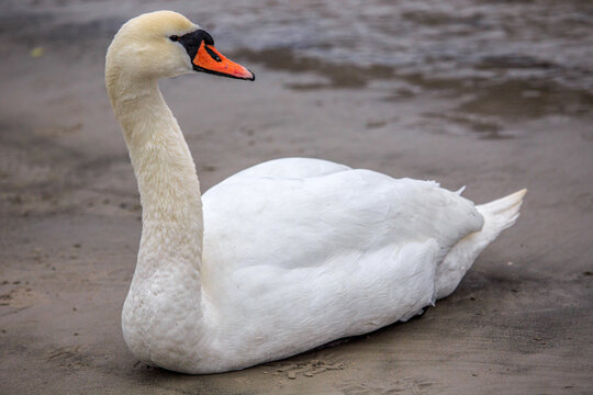 A swan. Swans in cold sea water at Pirita beach in Estonia.