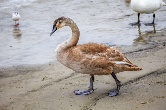 A swan. Swans in cold sea water at Pirita beach in Estonia.