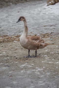 A swan. Swans in cold sea water at Pirita beach in Estonia.