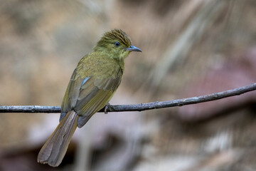 white throated bulbul from satchori forest, bangladesh