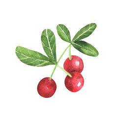 Set of cowberry with green leaves and red berries Vaccinium vitis-idaea, lingonberry, mountain cranberry. Watercolor hand drawn painting illustration isolated on white background.