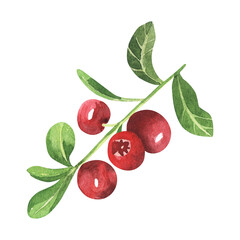 Set of cowberry with green leaves and red berries Vaccinium vitis-idaea, lingonberry, mountain cranberry. Watercolor hand drawn painting illustration isolated on white background.