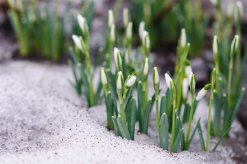 snowdrops in the snow