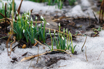 snowdrops in the snow