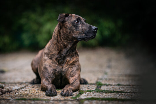 The Cimarr&oacute;n Uruguayo dog (Uruguayan Cimarron) portrait of dog
