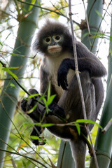 dusky leaf monkey, dusky langur, lawachora forest, bangladesh,