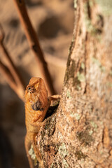 Orange lizard climbing a tree at the beach in Thailand, Southeast Asia. 