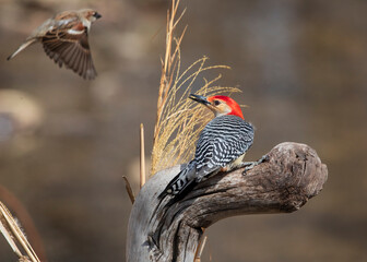 red-bellied woodpecker on perch