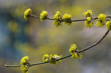 Blooming yellow on a tree branch in spring. Bright yellow inflorescences on a blurred background. Spring has come, the first greenery. Nature wakes up. The first leaves bloom on the branches. Warm day