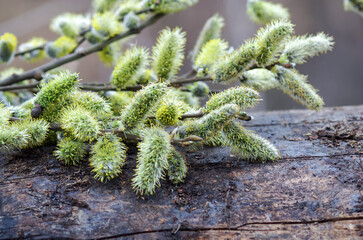 Naklejka premium Willow branches with fluffy buds on the stump. Soft and delicate spring background with copy space. Easter or spring background with blossoming willow branches.