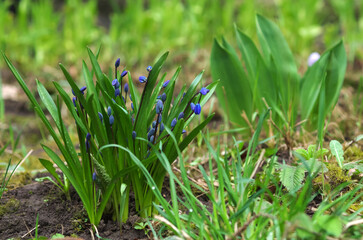 Close-up of still unblown snowdrop flowers in spring in a meadow of grass. Spring flowers...