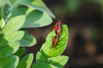 Soldier beetles sit on a green leaf of a plant. Two red beetles photographed close-up on greenery in spring
