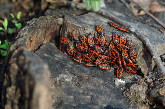  Soldier beetles are sitting on a tree stump. Many red beetles photographed close-up on a wooden stump in spring
