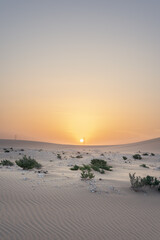 Fototapeta na wymiar scattered bushes on the golden sand dunes at the golden hour with a beautiful golden sunshine, dessert, middle east, gulf, qatar