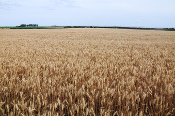Crops plantations in Juan Lacaze, Colonia, Uruguay