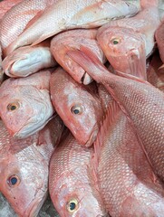 Fresh red snapper on ice at fish market in Mexico city