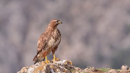Buse variable posée