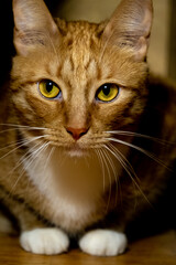 Close-up of the red cat's muzzle with bright eyes