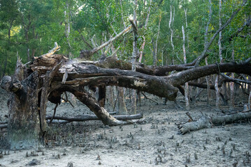  Sidr disester at sundarban forest, mangrove forest, bangladesh