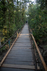 sundarban forest, mangrove forest, bangladesh